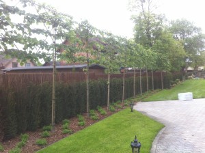 Rośliny  Rośliny - projektowanie  terenów zieleni i wykonawstwo zagospodarowania - Toruń, Bydgoszcz - korony drzew rozpiete na stelażach